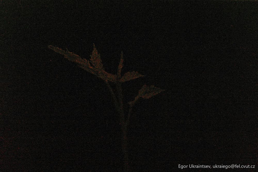 Flower in the dark
