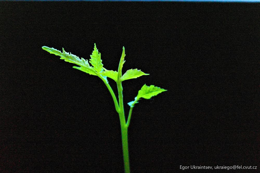 Leaf on a black