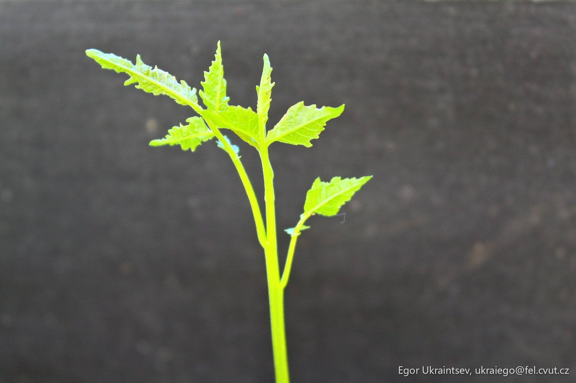 Green leaf on a black