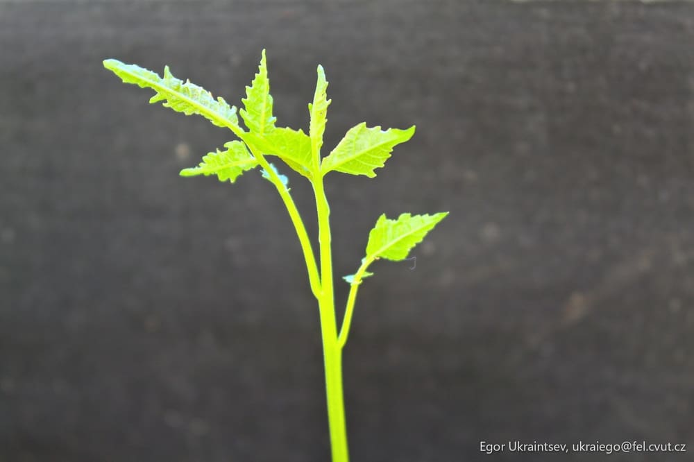 Green leaf on a black