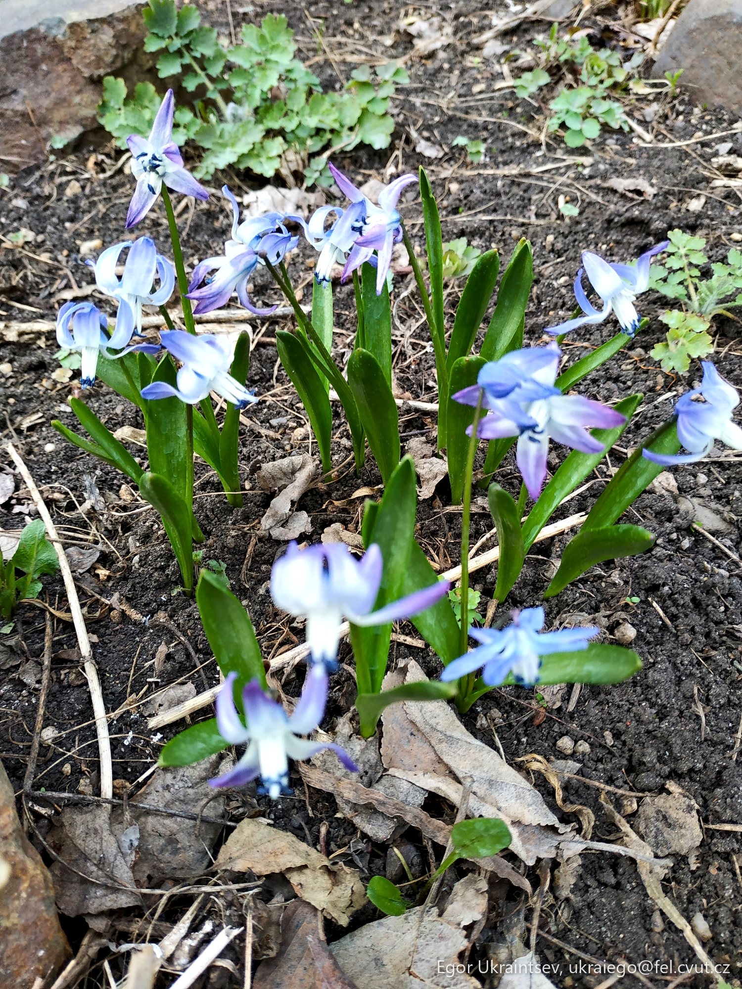 Blue flowers growing