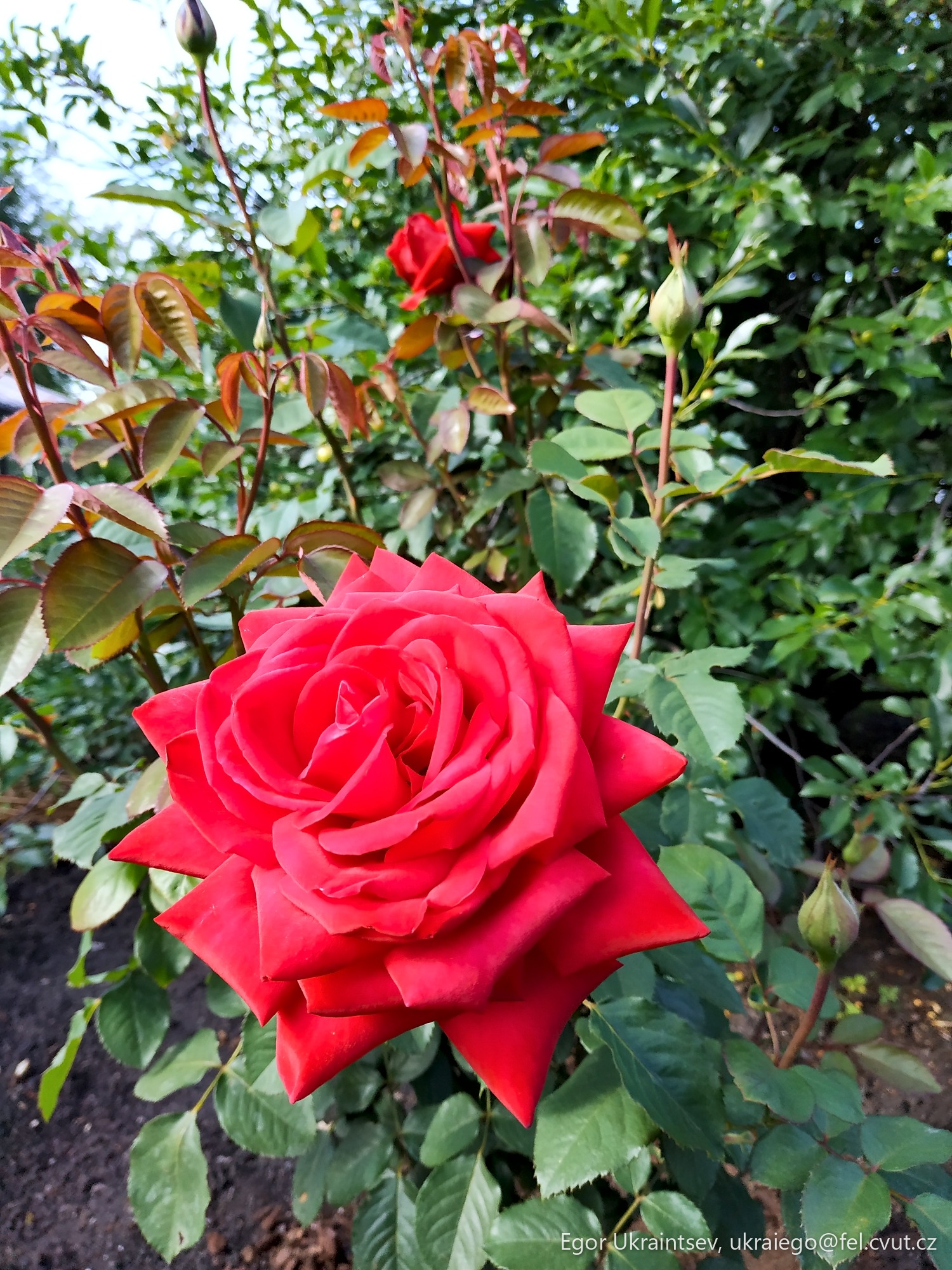 Red rose in a garden