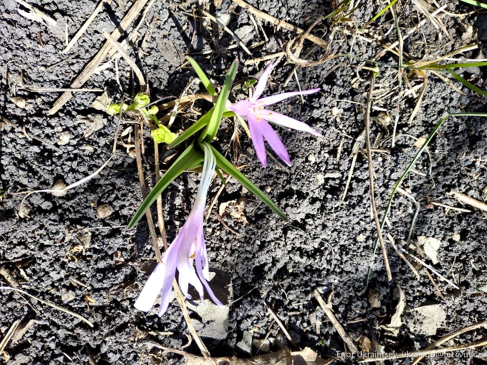 Flower growing in the ground