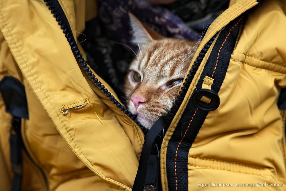 Cat in a yellow jacket
