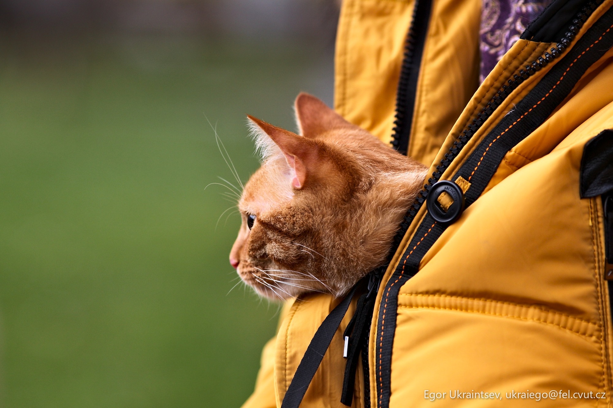 Cat in a jacket