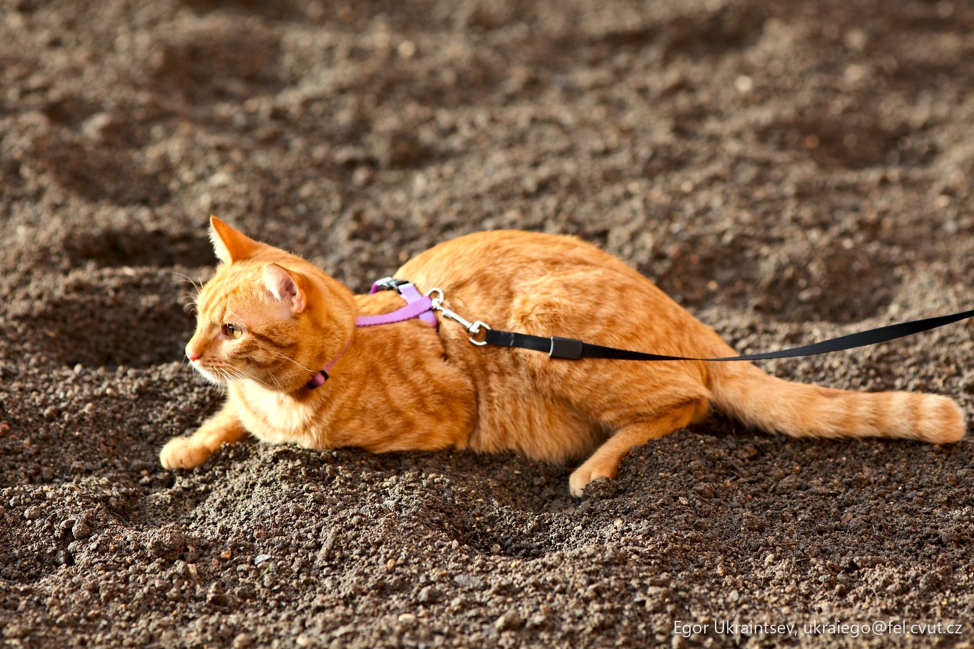 Orange cat on a leash
