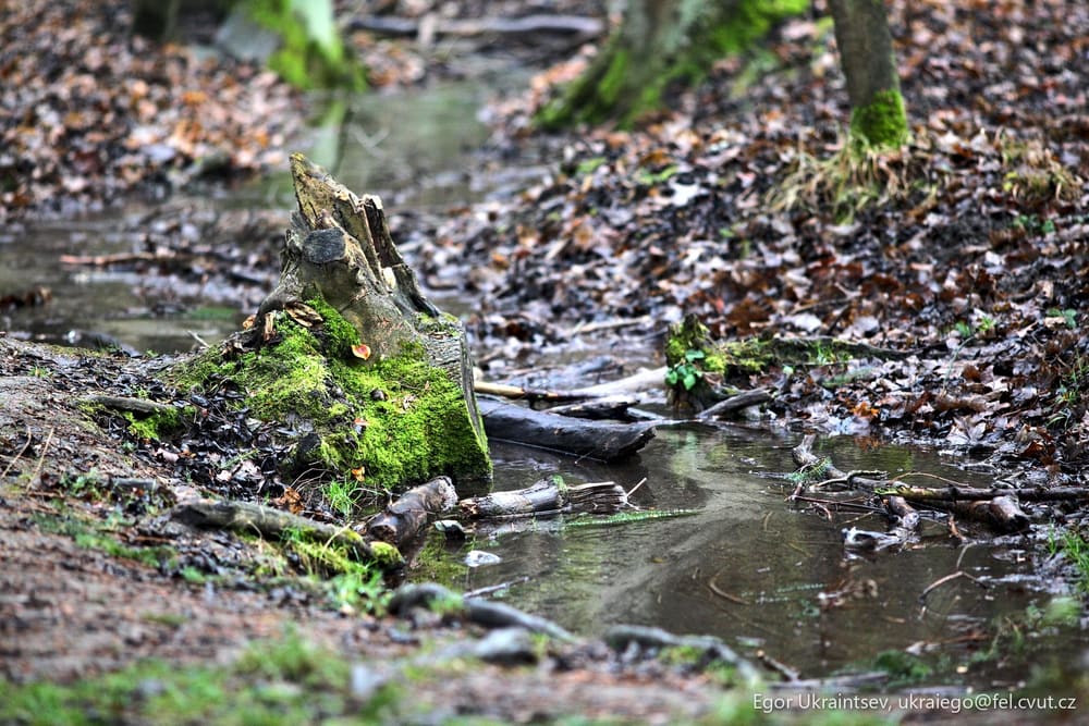 Fallen tree trunk