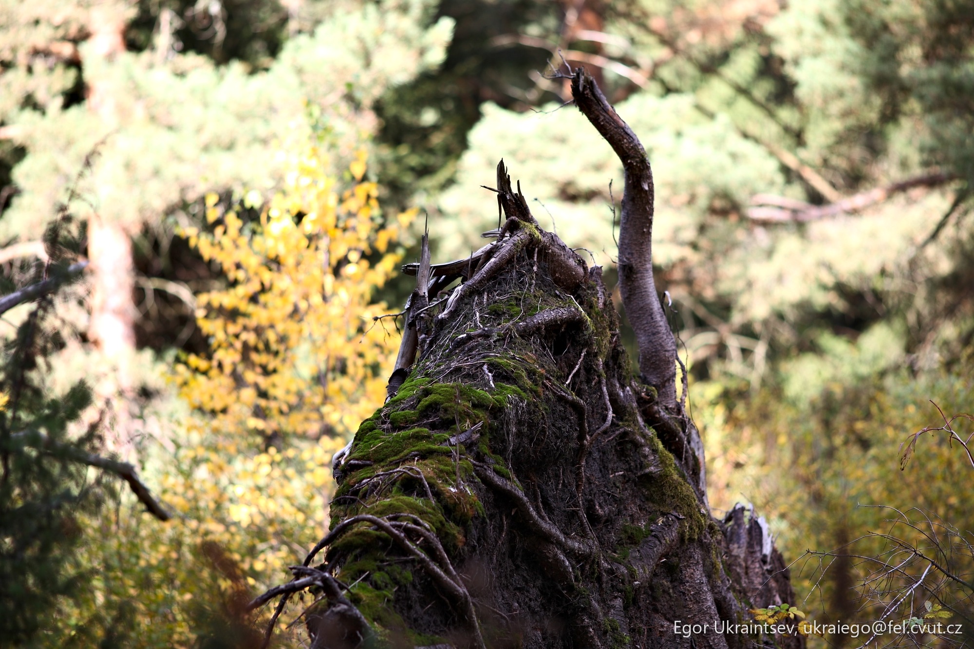 Dead tree stump