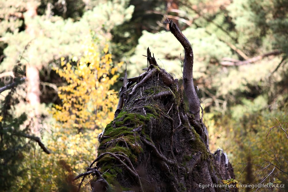 Dead tree stump