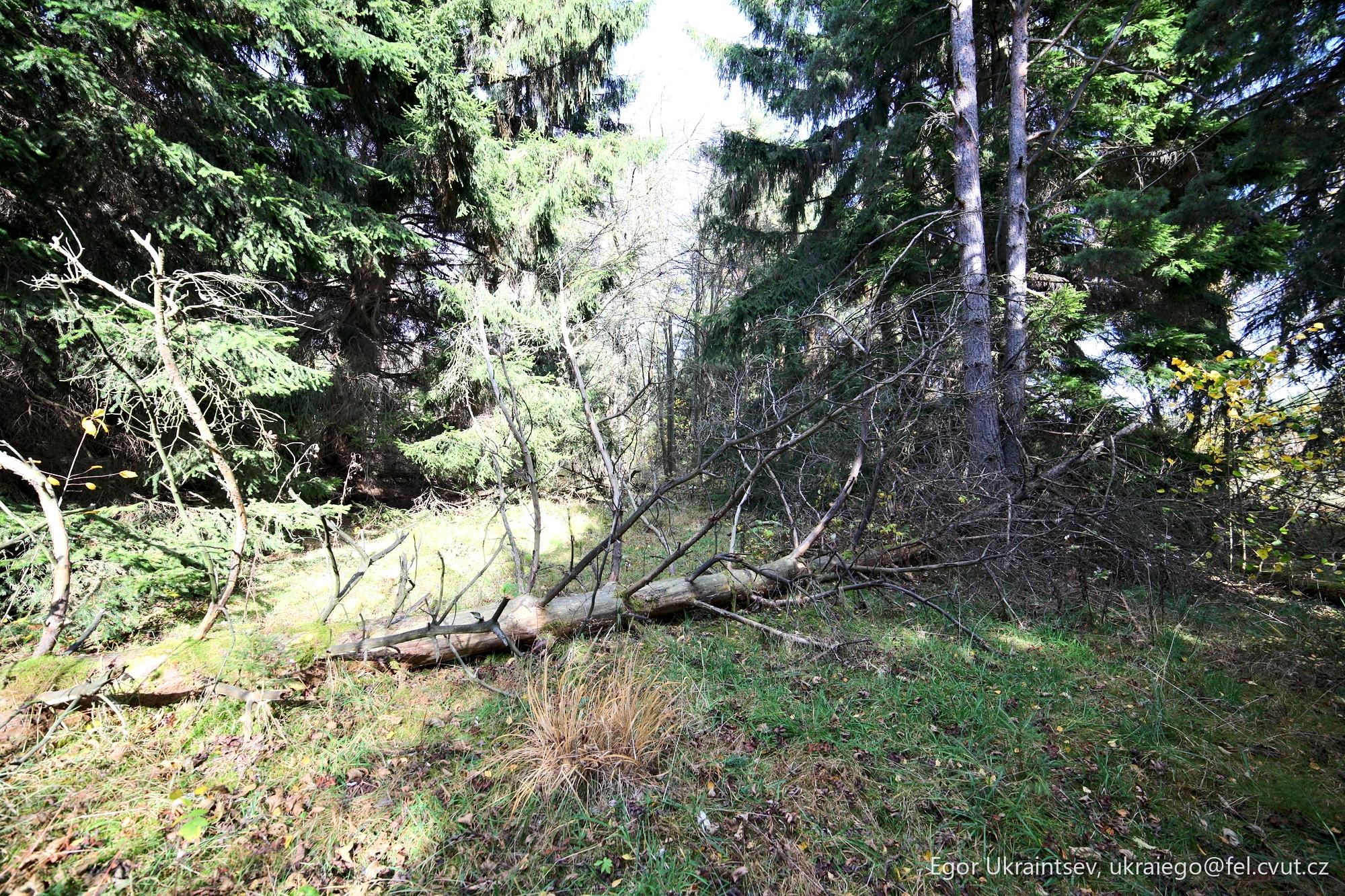 Fallen tree in a forest