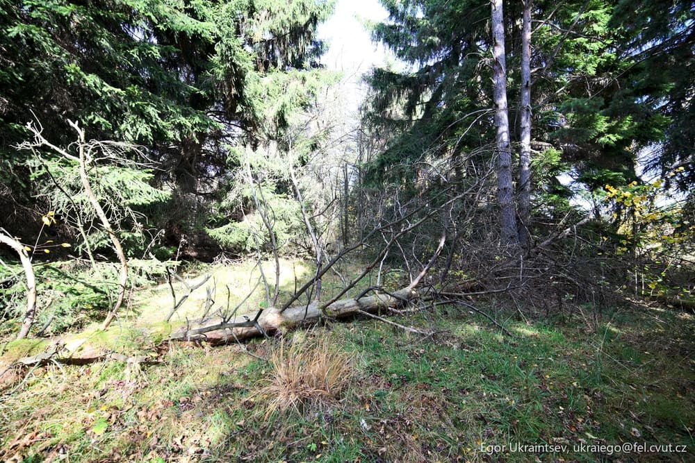 Fallen tree in a forest