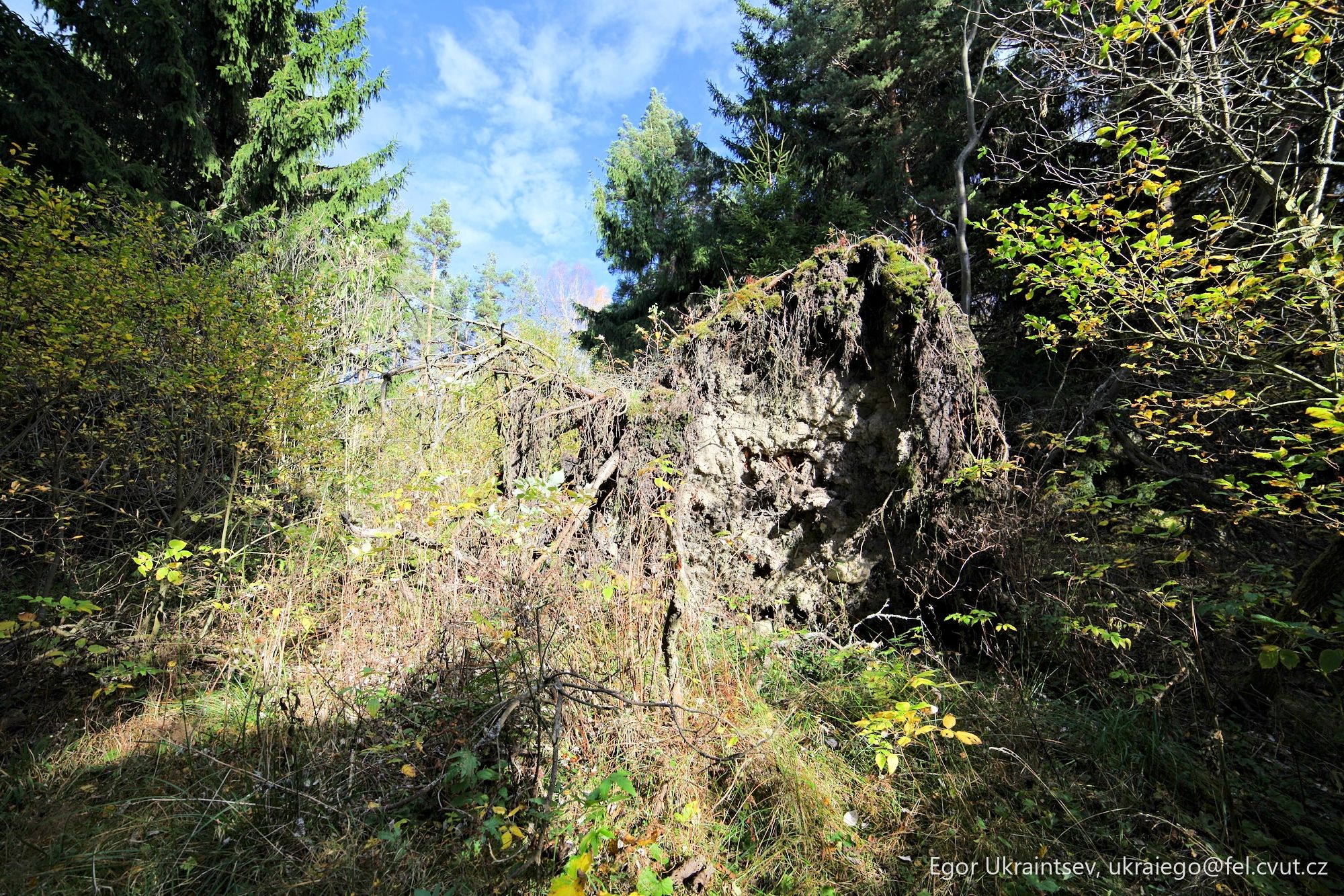 Fallen tree in a forest