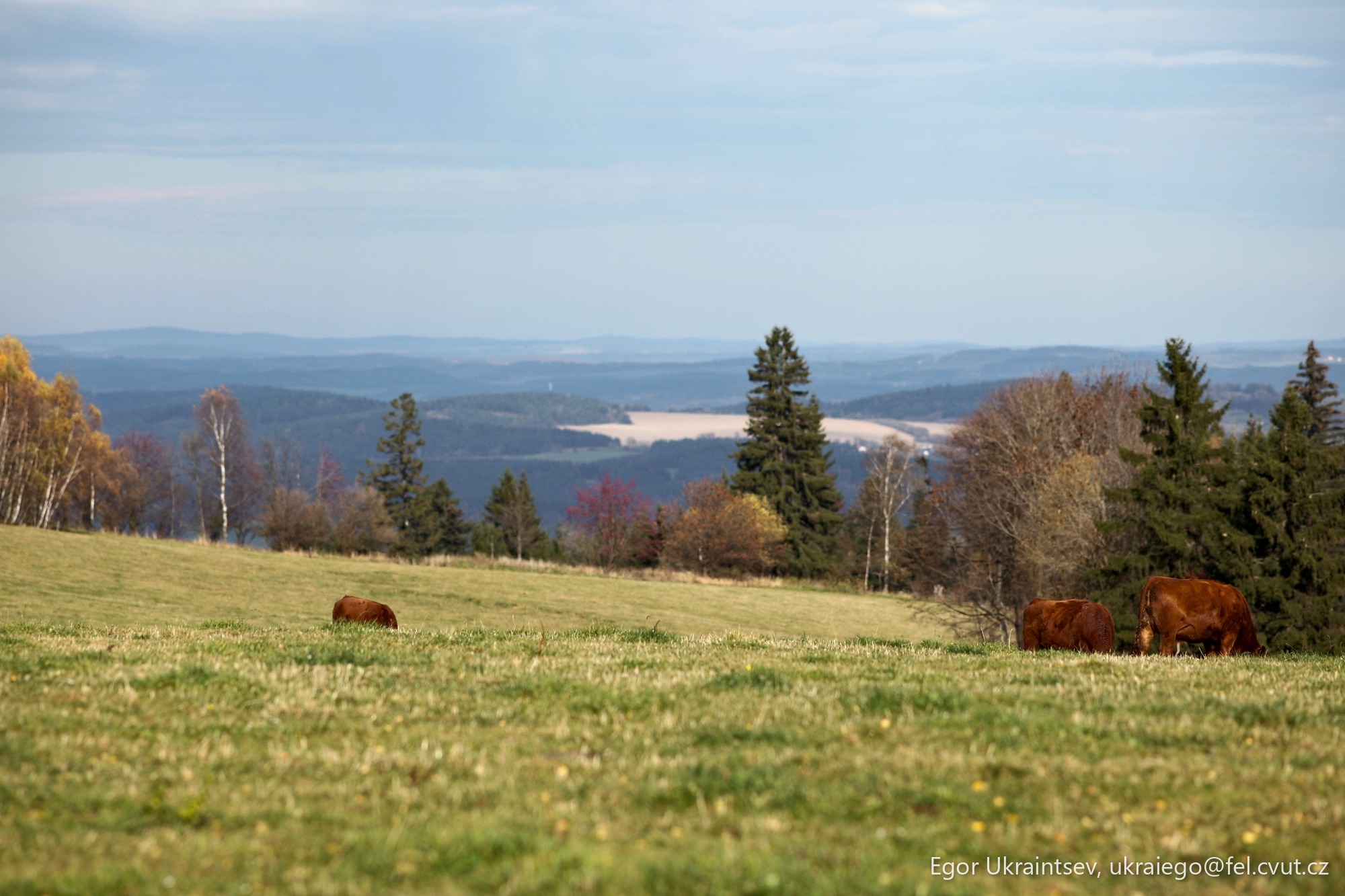 Cows grazing in a field