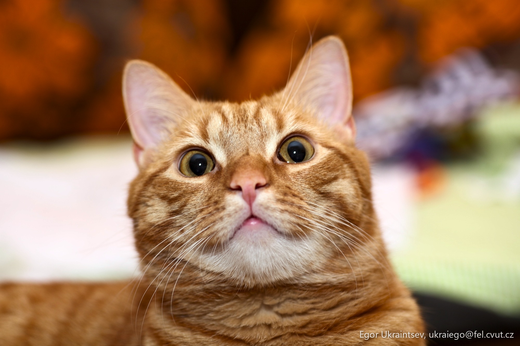 Cat looking up