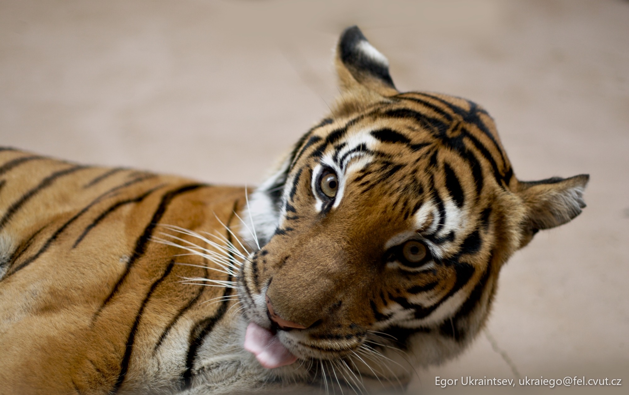 Tiger