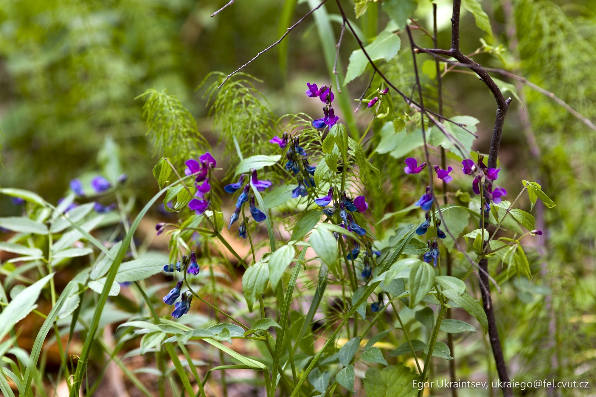 Purple and blue flowers growing