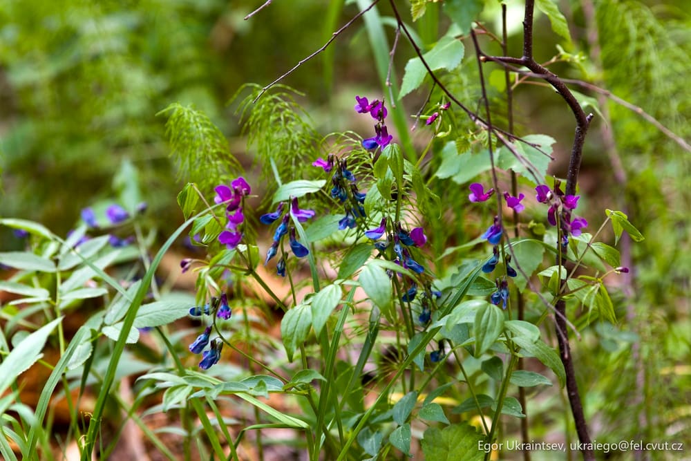 Purple and blue flowers growing