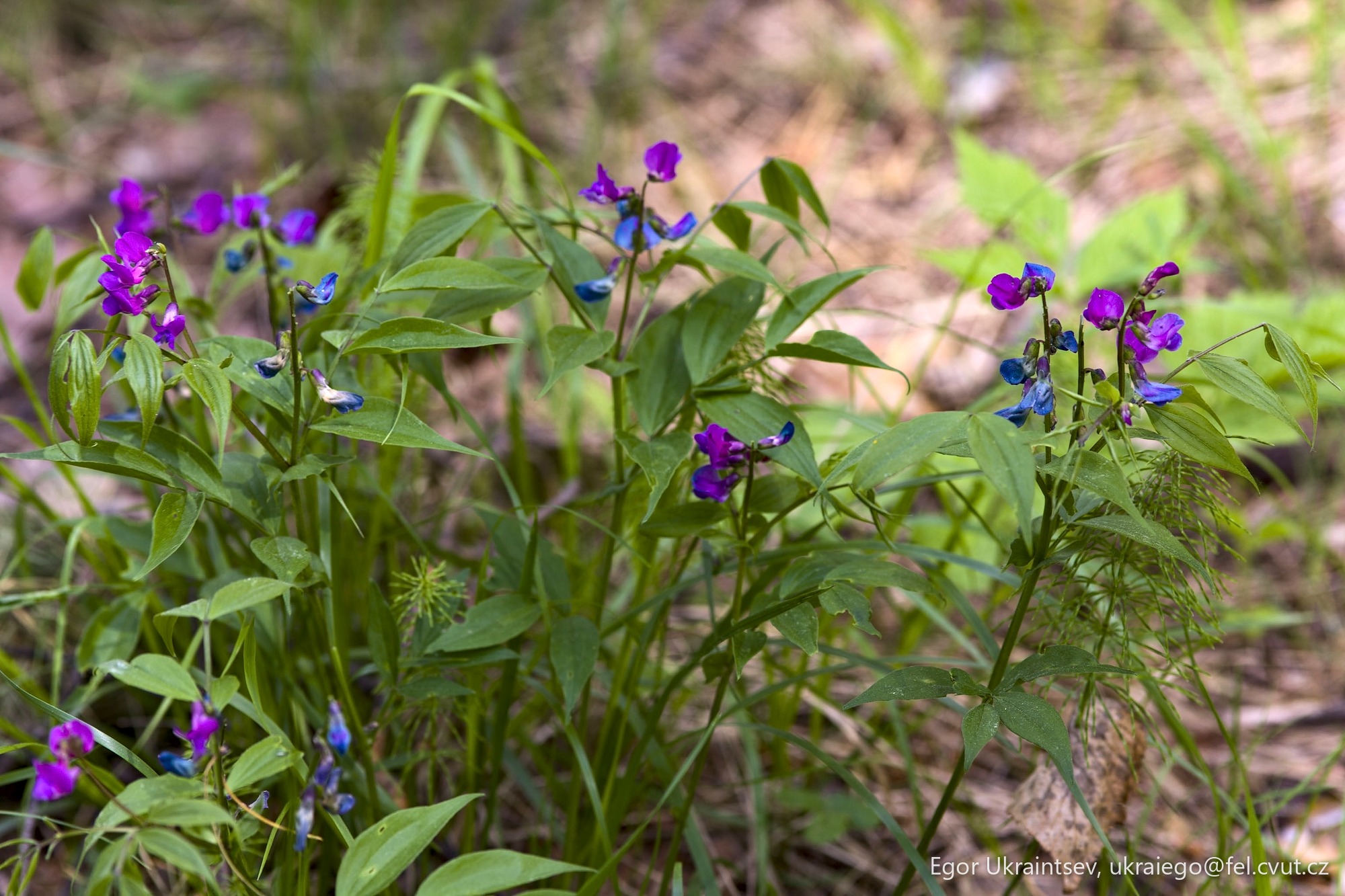 Purple and blue flowers growing