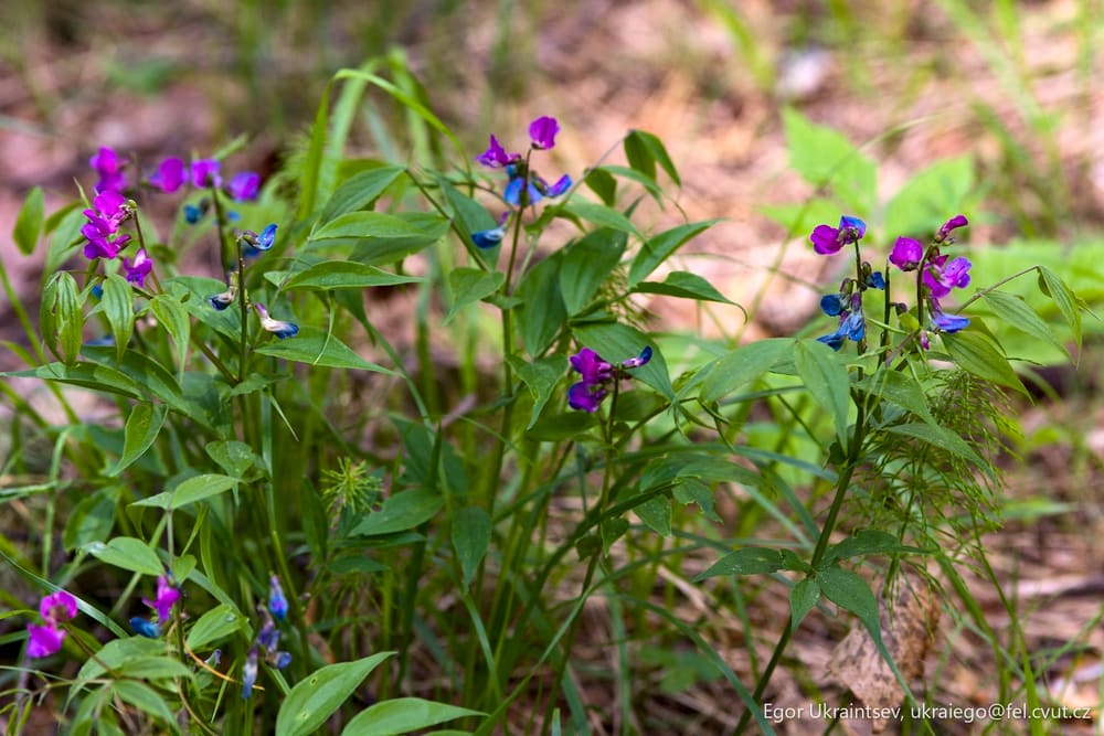 Purple and blue flowers growing