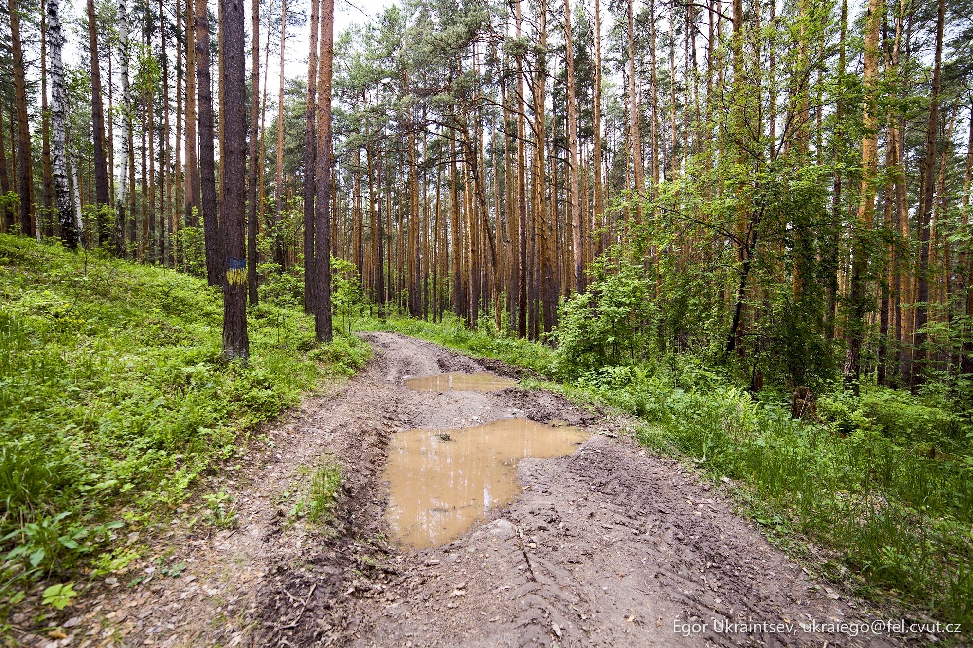 Muddy road in the forest