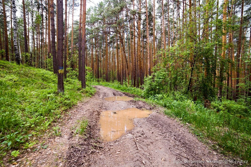 Muddy road in the forest