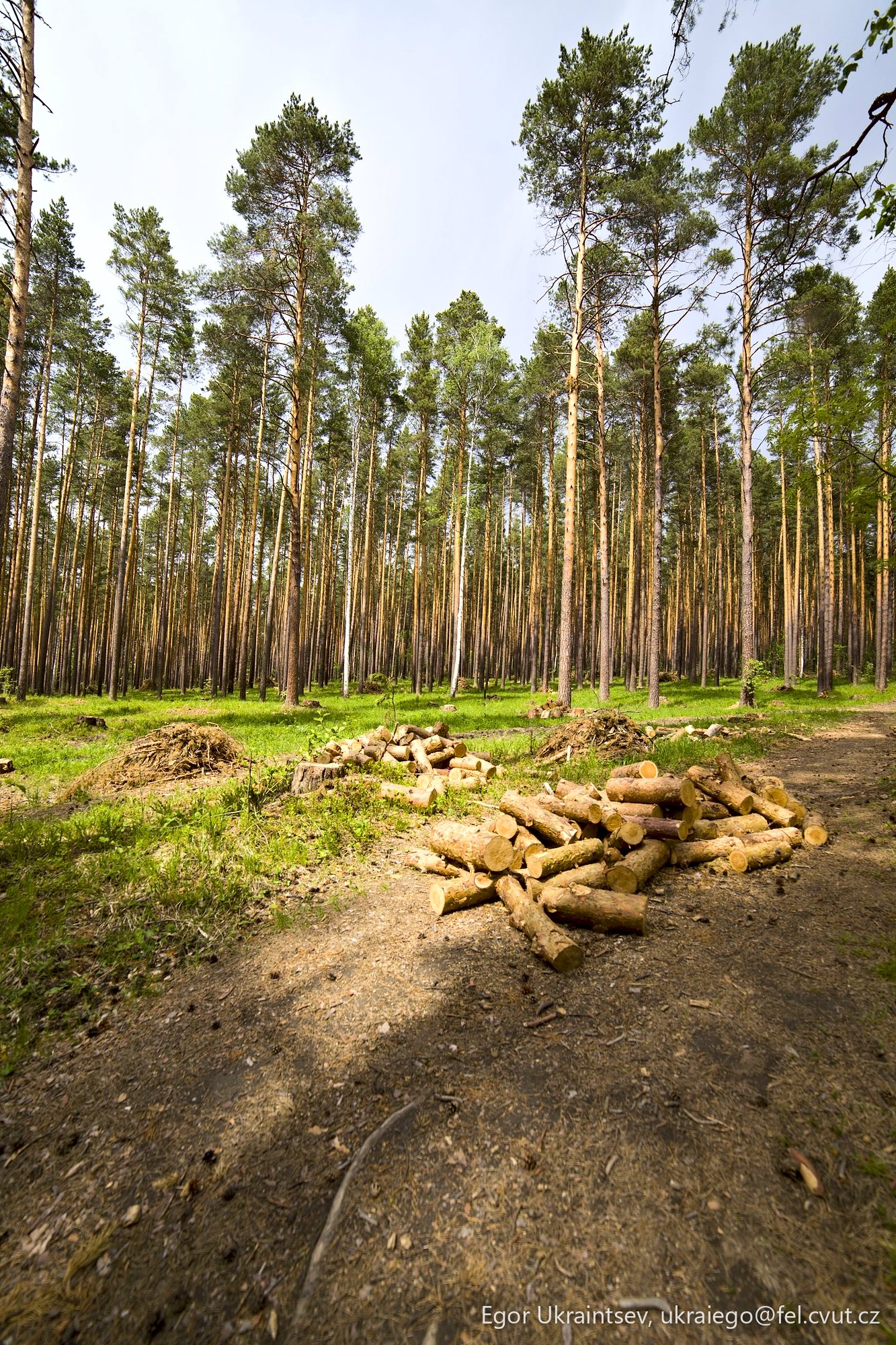 Pine forest