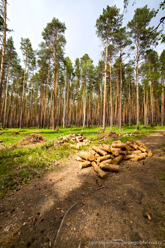 Pine forest