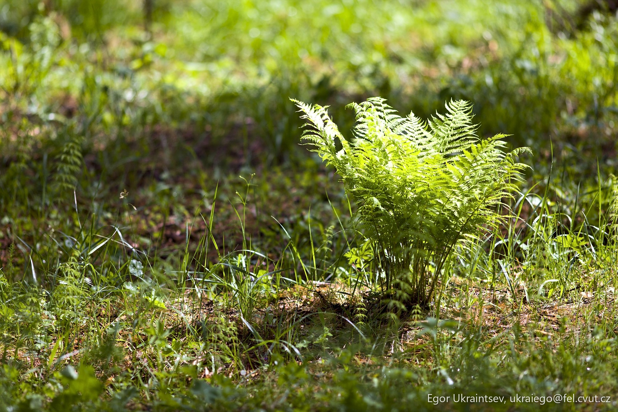 Fern in the grass