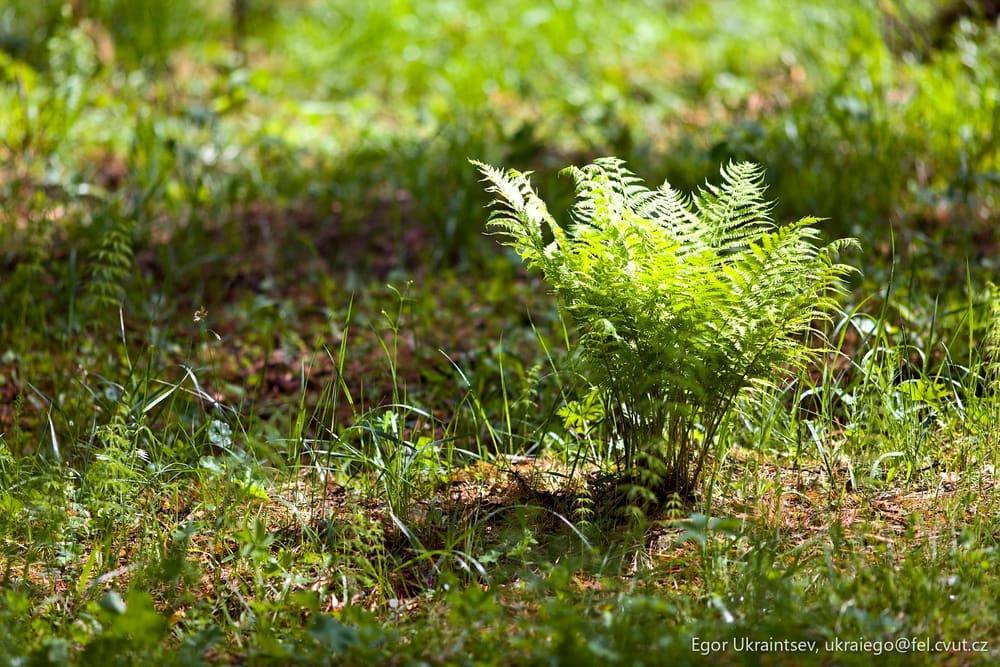 Fern in the grass