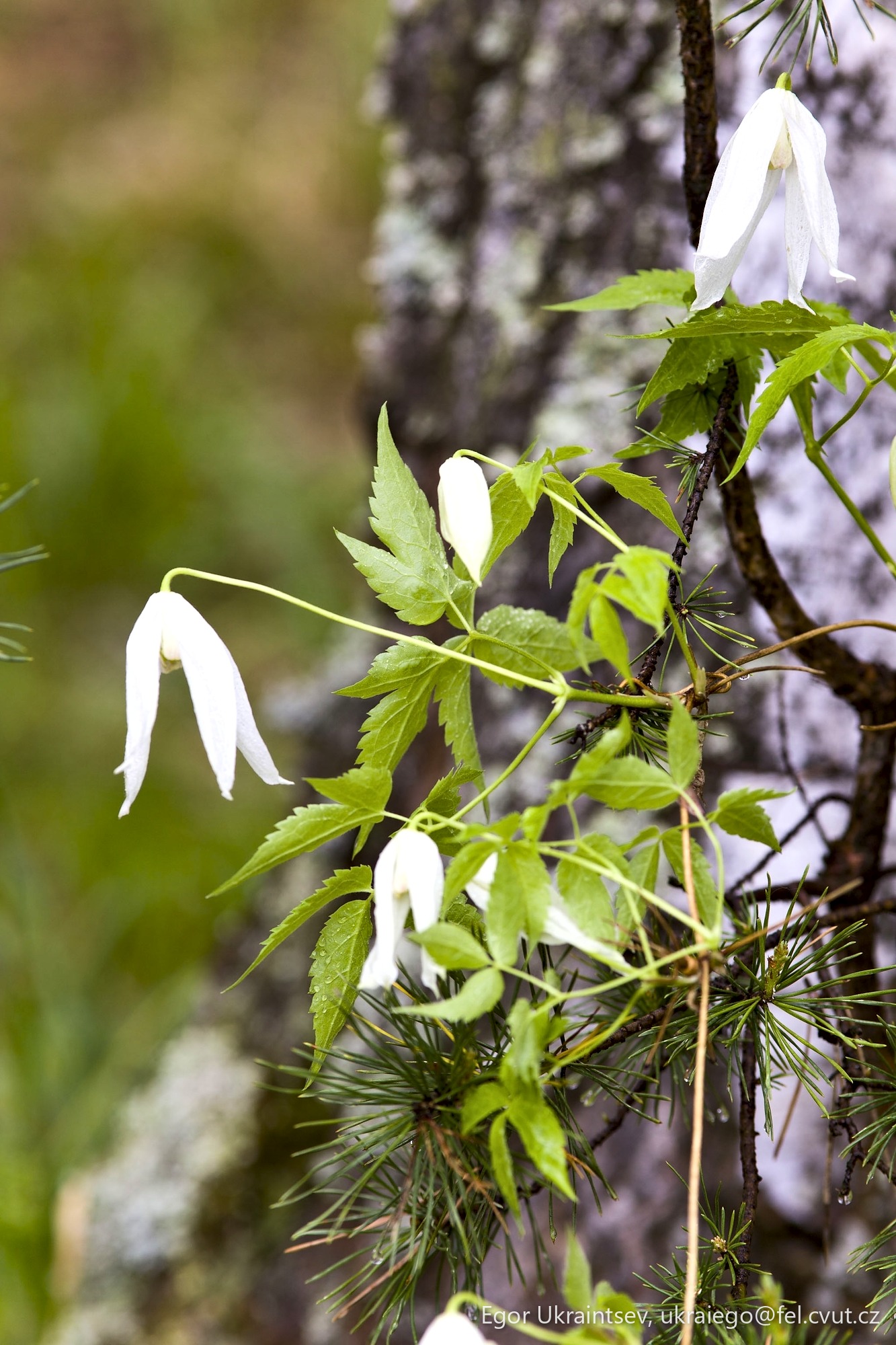White flowers growing