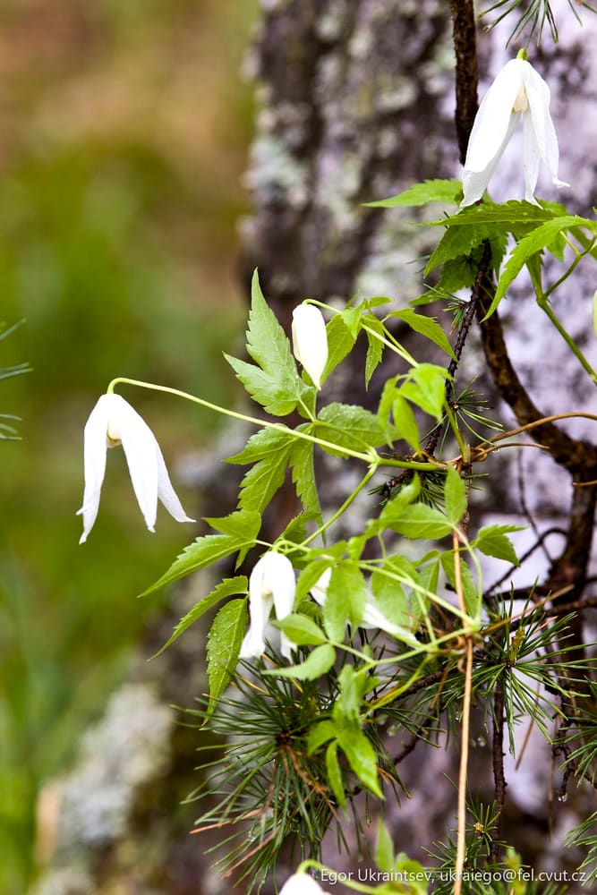 White flowers growing