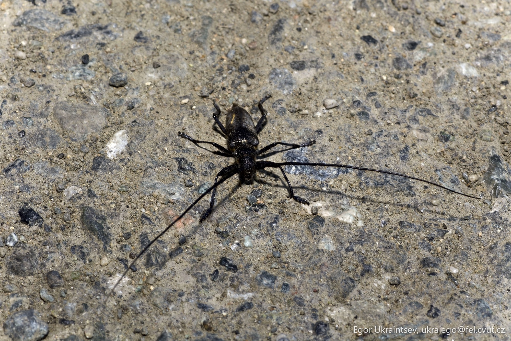 Black widow spider