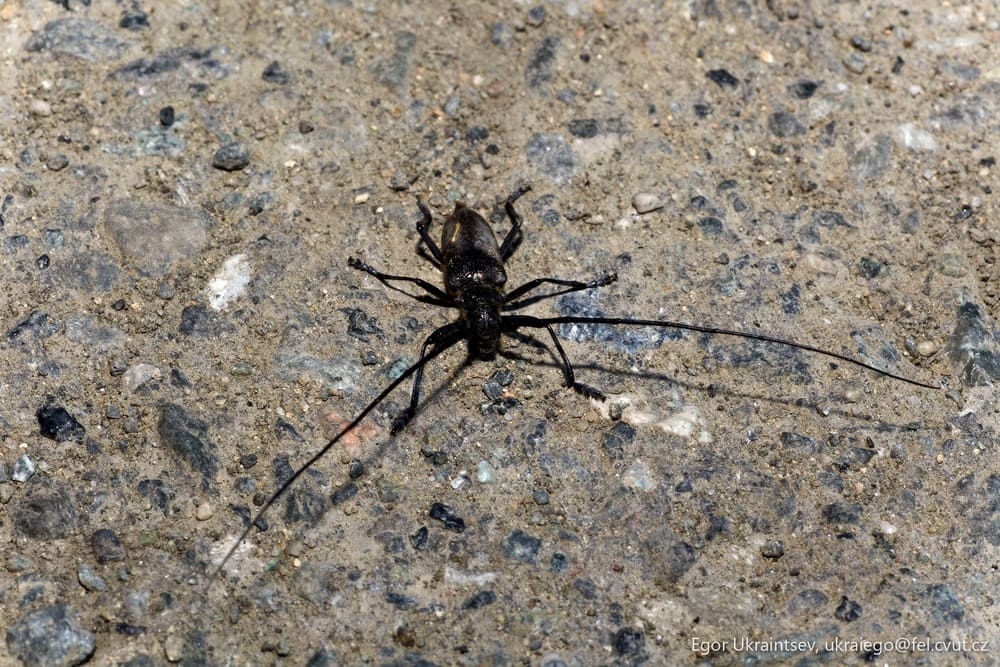 Black widow spider