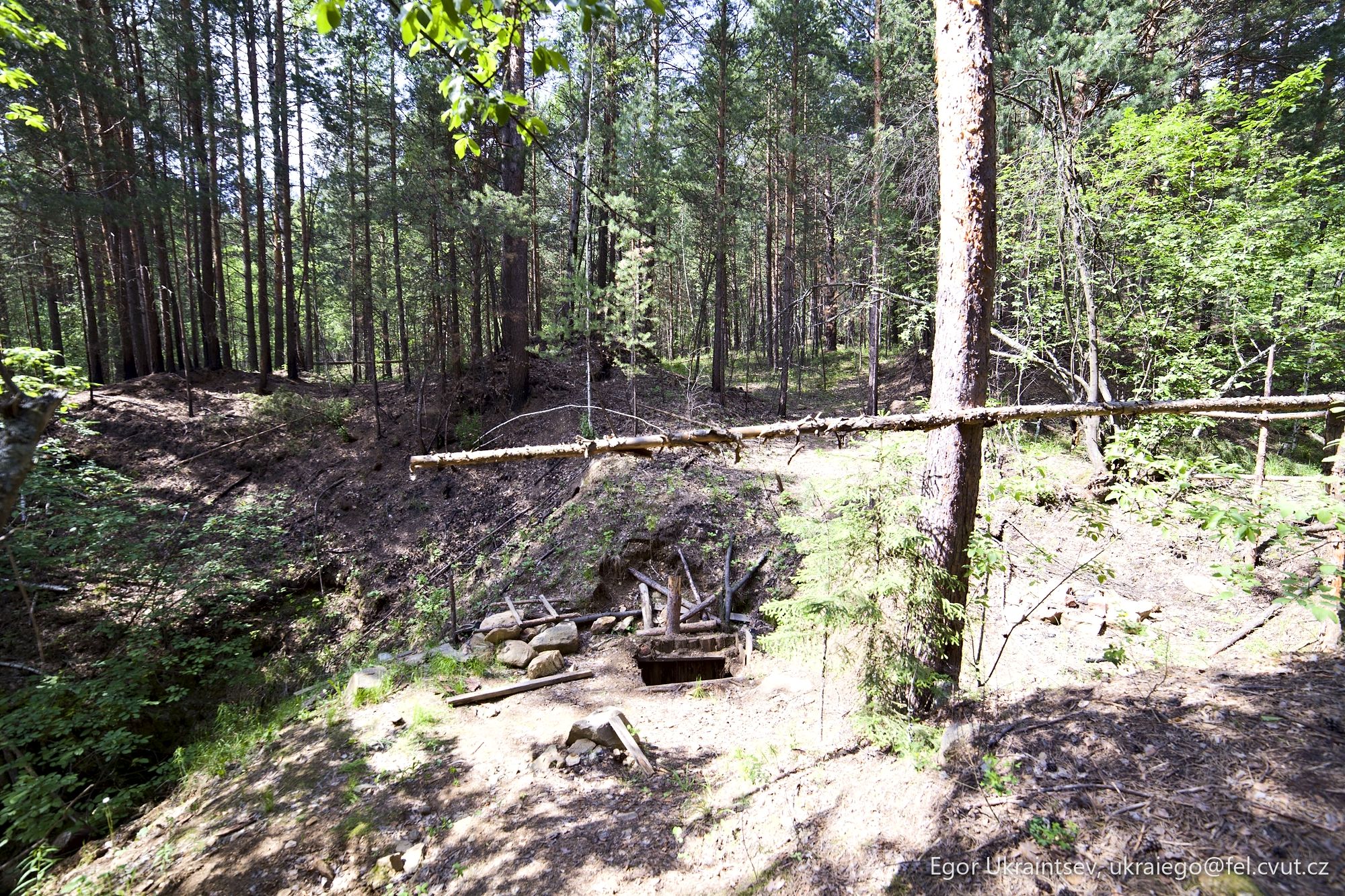 Fallen tree in a forest
