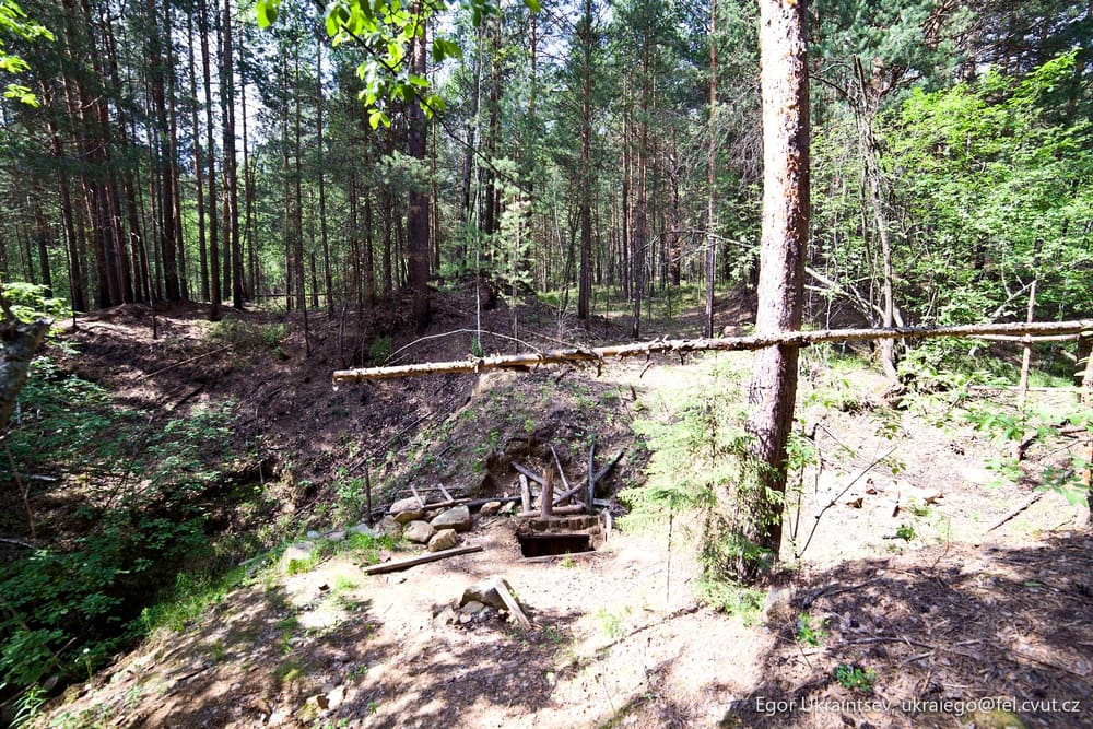 Fallen tree in a forest