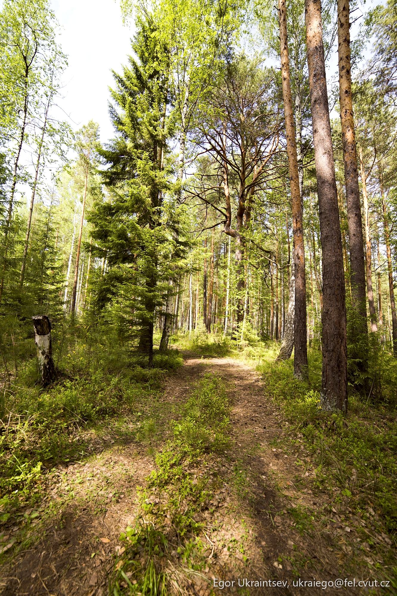 Path in the forest