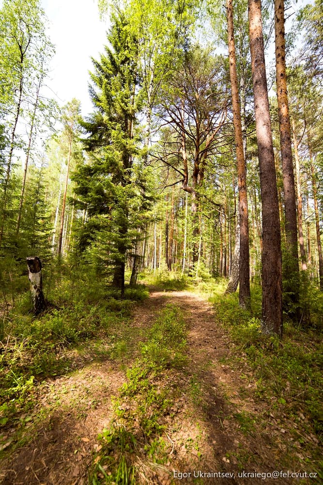 Path in the forest