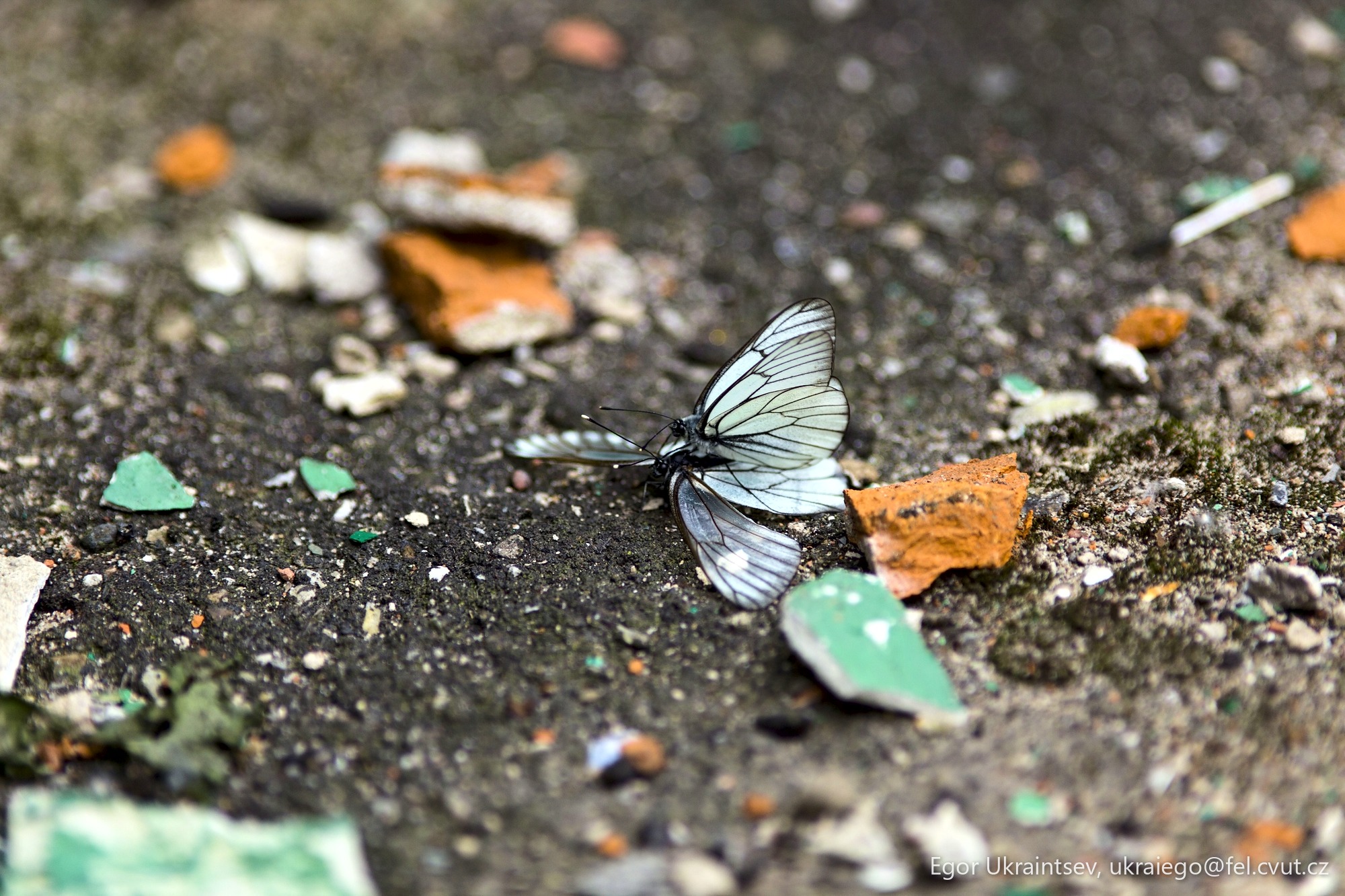 Butterfly on the ground