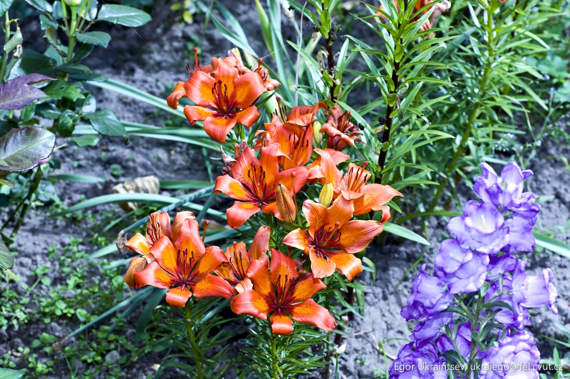 Orange and purple flowers