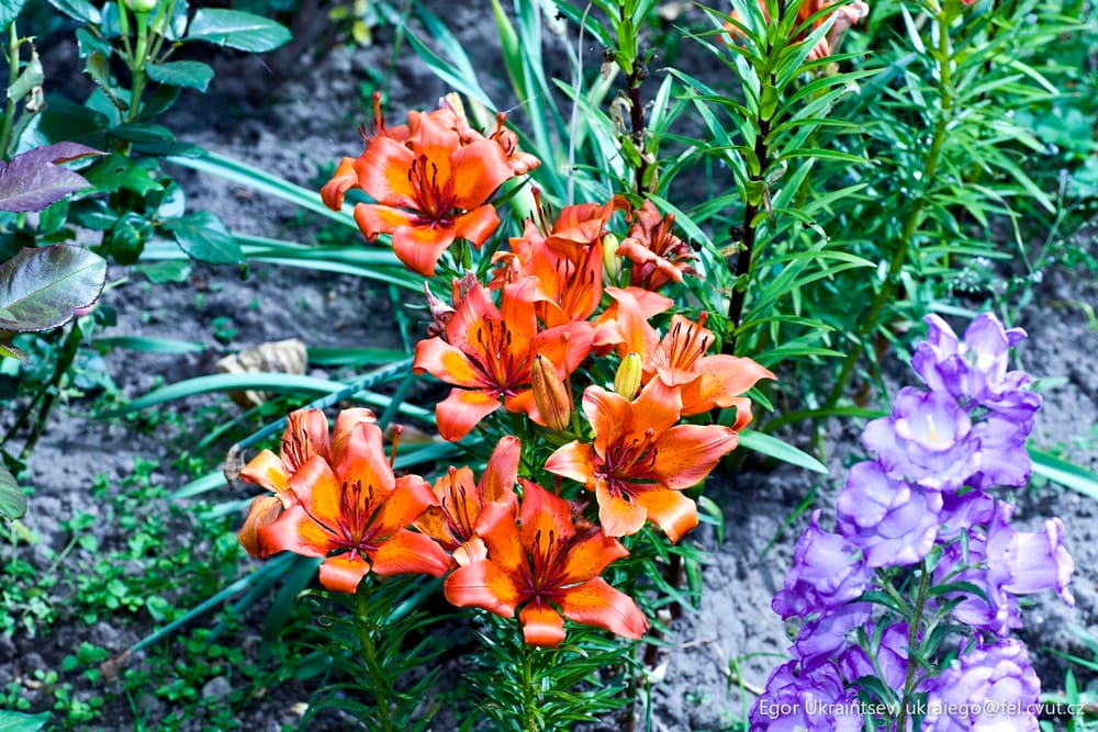 Orange and purple flowers