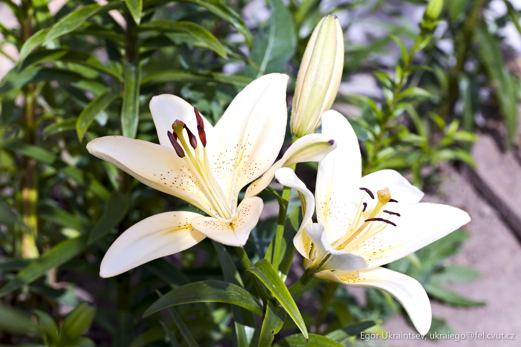 White lilies