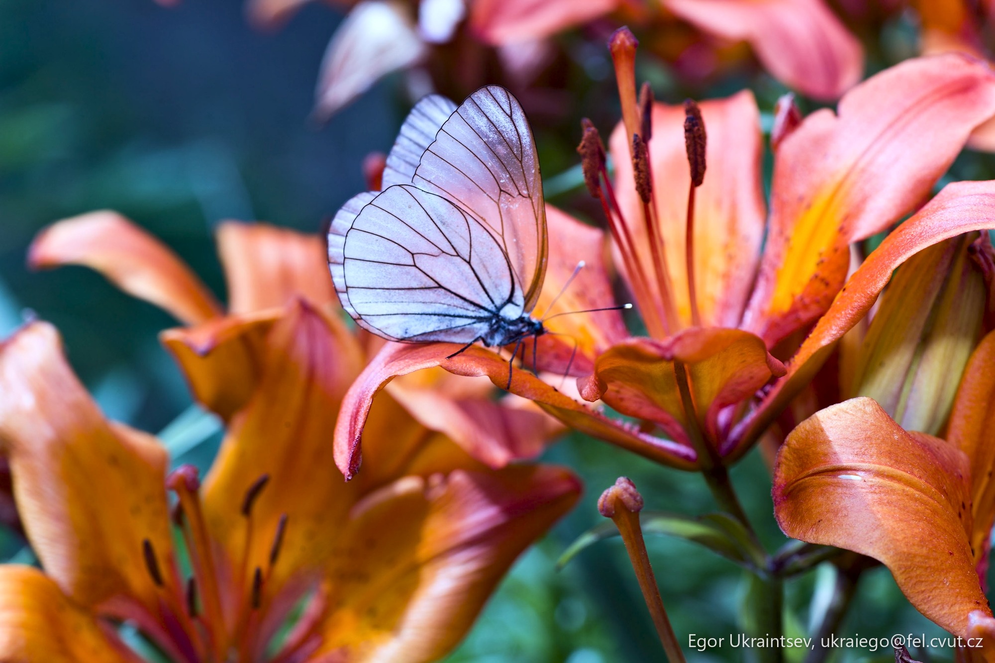 Butterfly on a flower