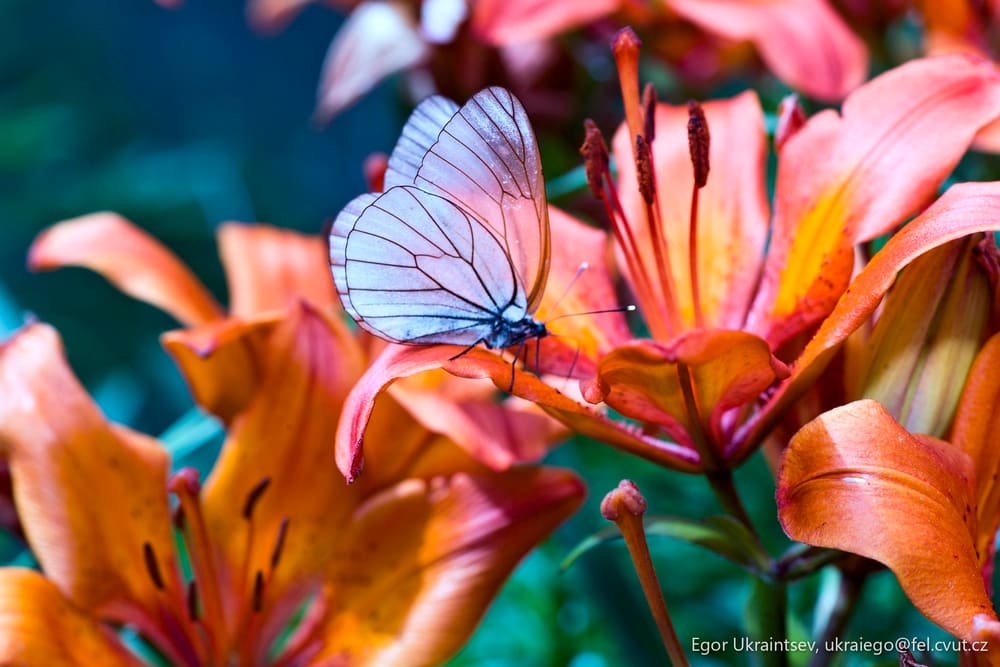 Butterfly on a flower