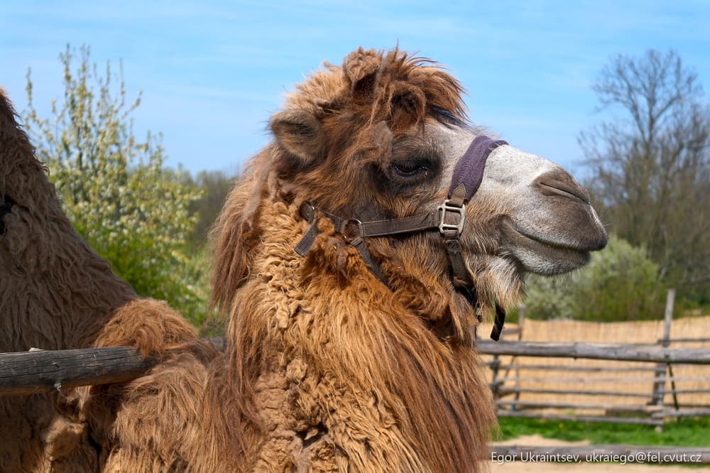 Camels in a fenced area