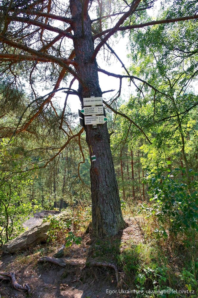 Trail sign on a tree