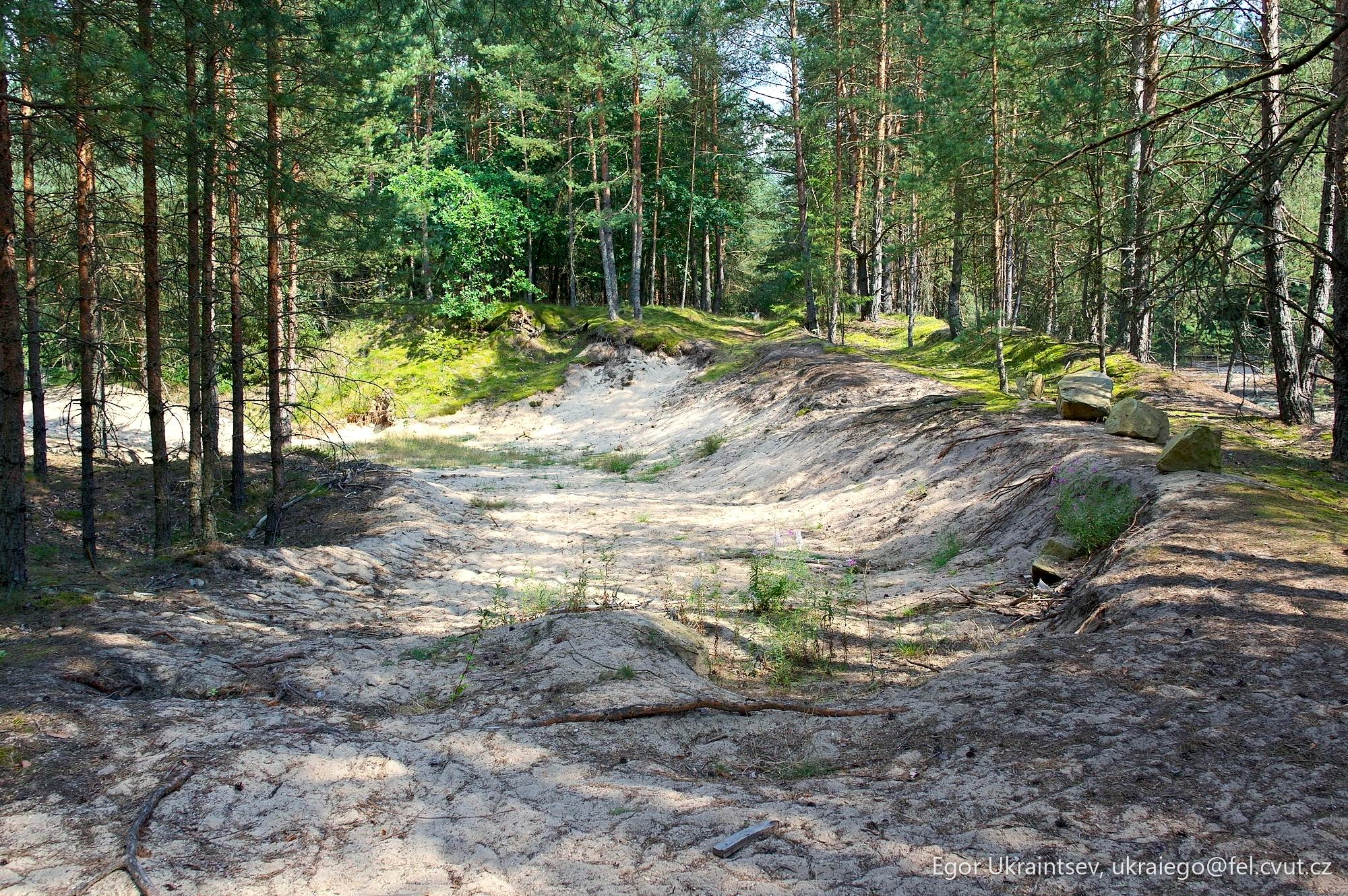 Dirt road in the forest