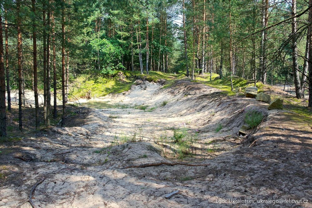 Dirt road in the forest