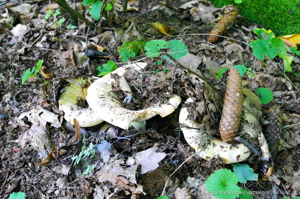 Mushrooms and leaves