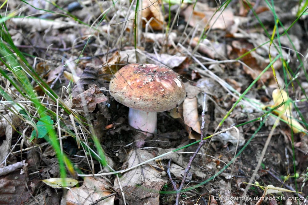 Mushroom on the ground