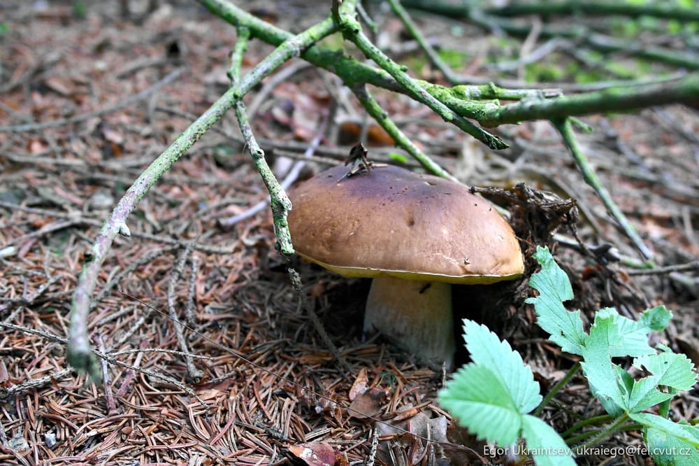 Mushroom on the forest floor